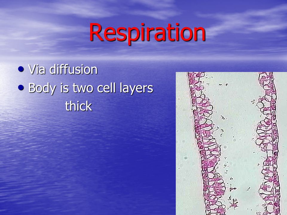Respiration Via diffusion Body is two cell layers thick