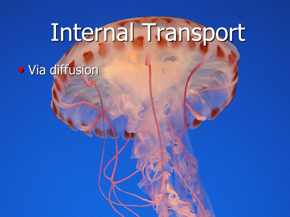 Internal Transport Via diffusion