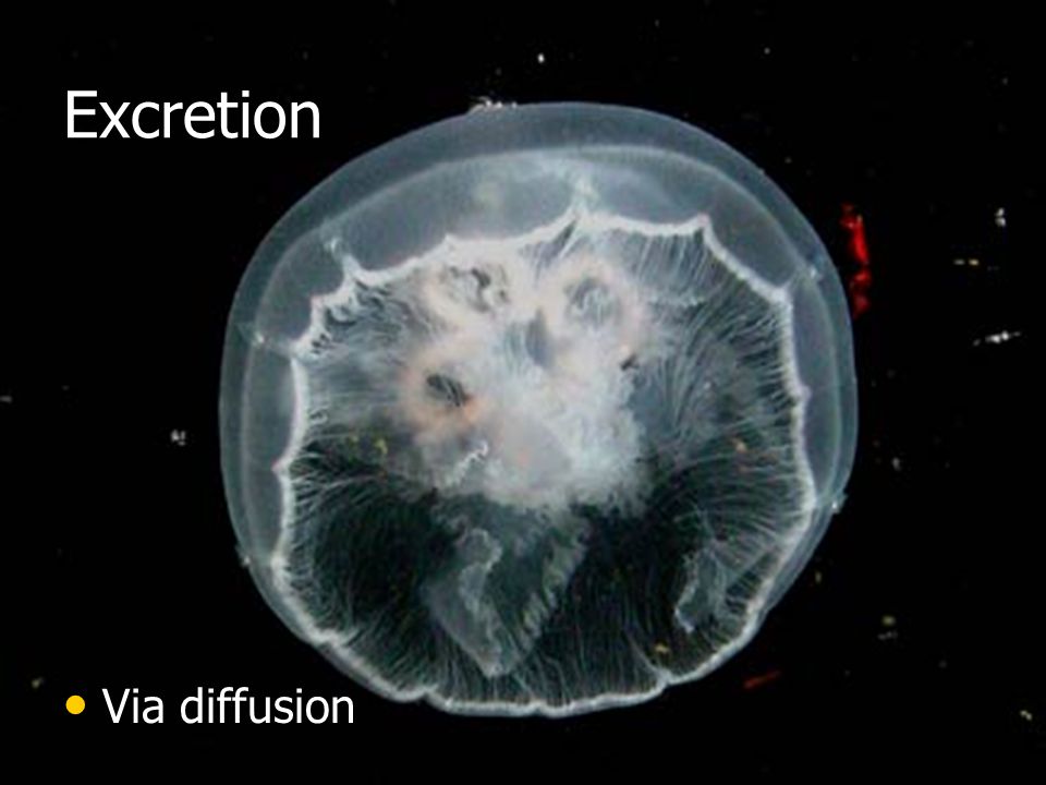 Excretion Via diffusion