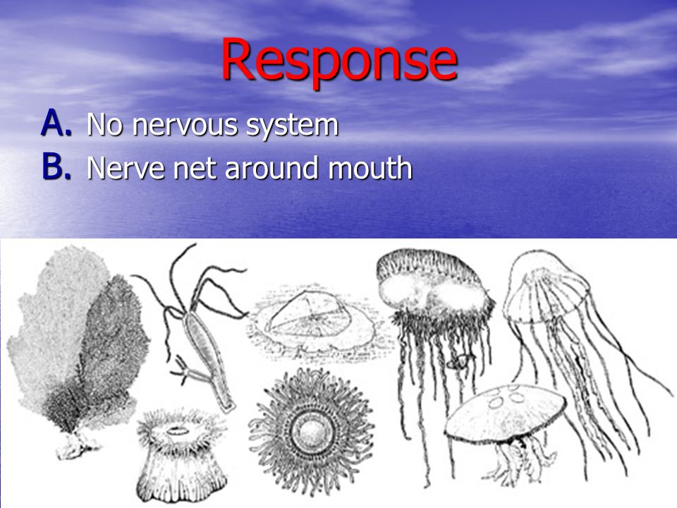 Response No nervous system Nerve net around mouth