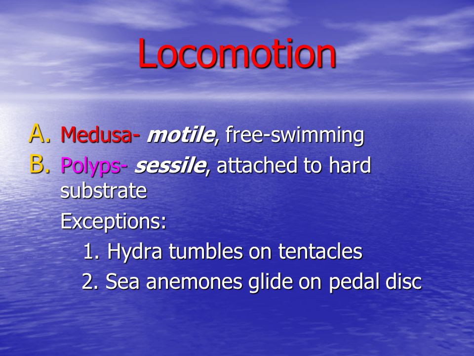 Locomotion Medusa- motile, free-swimming