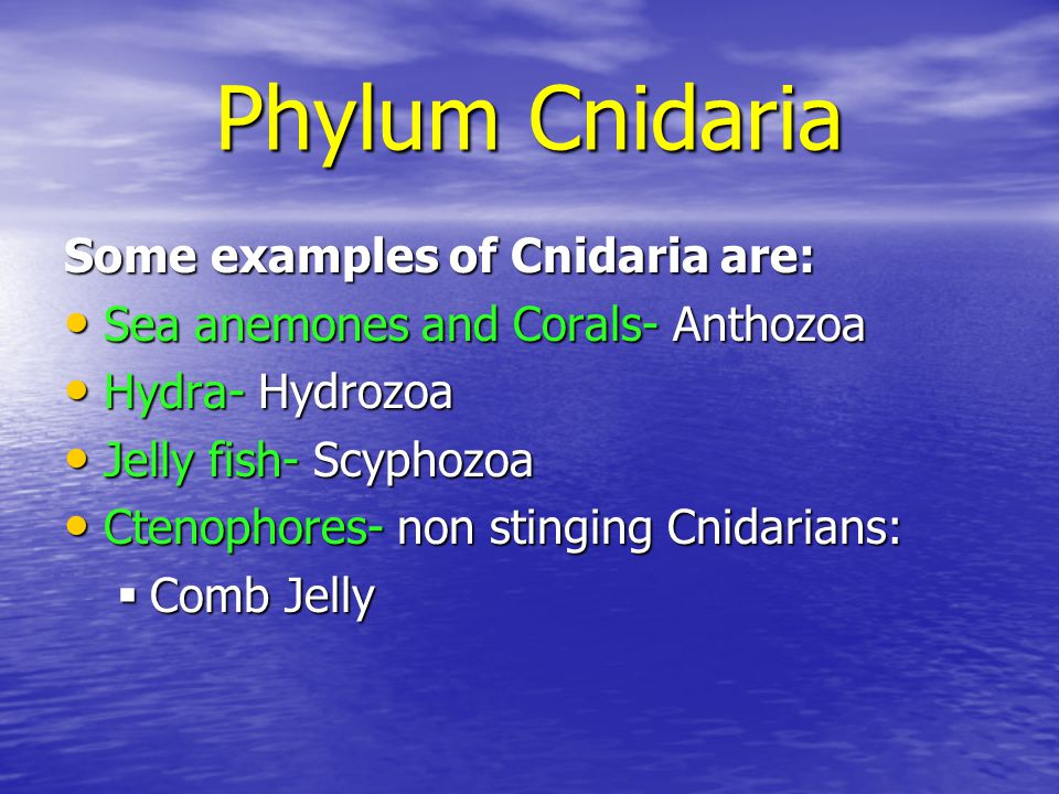 Phylum Cnidaria Some examples of Cnidaria are: