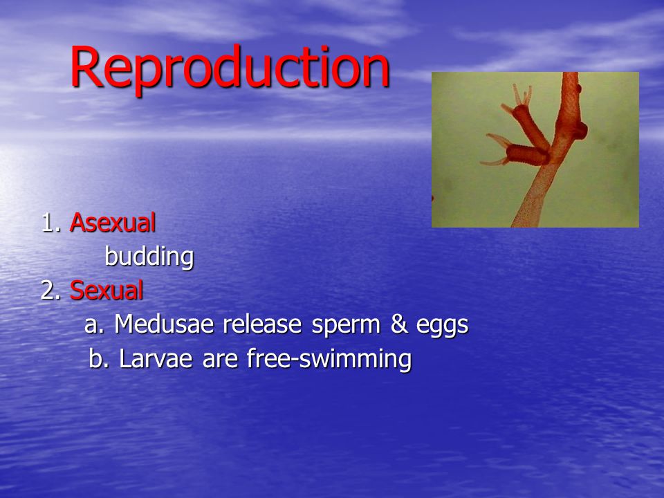 Reproduction 1. Asexual budding 2. Sexual