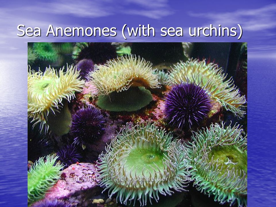 Sea Anemones (with sea urchins)