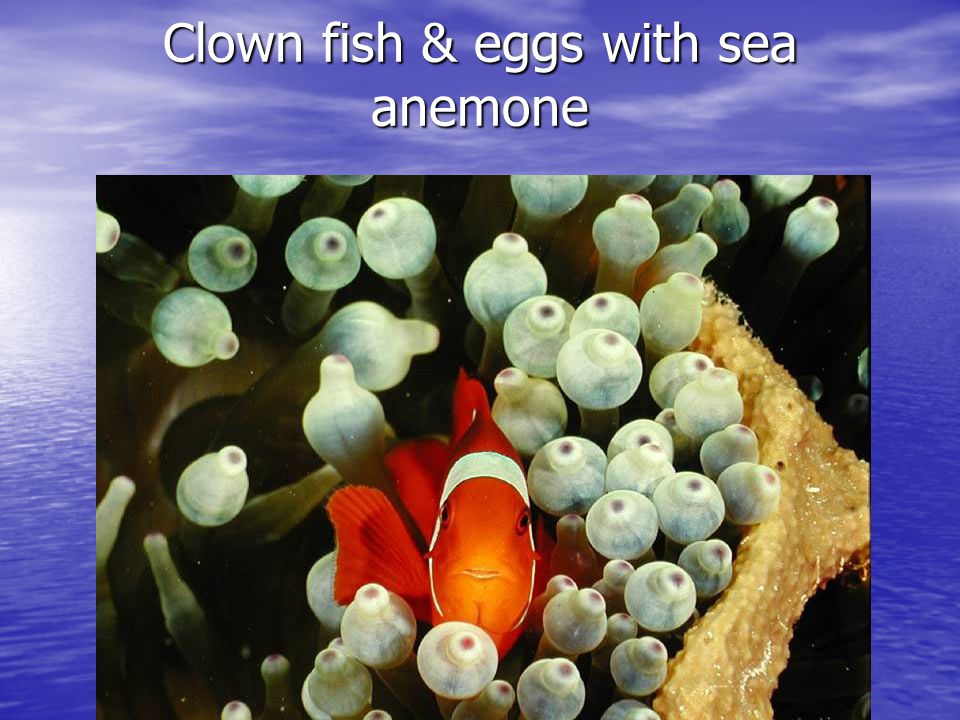 Clown fish & eggs with sea anemone