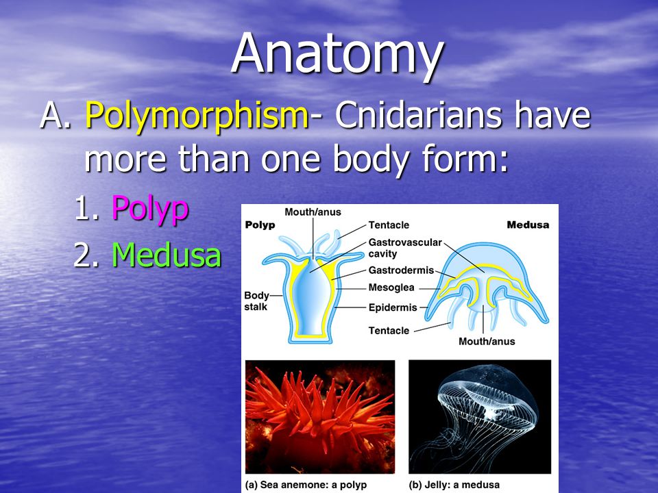 Anatomy A. Polymorphism- Cnidarians have more than one body form:
