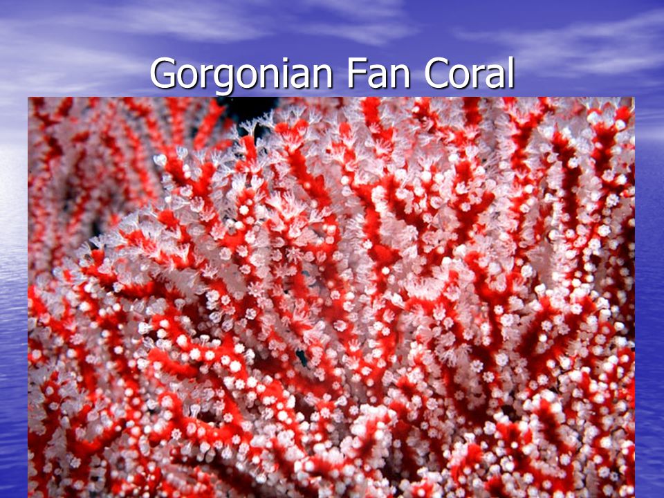 Gorgonian Fan Coral