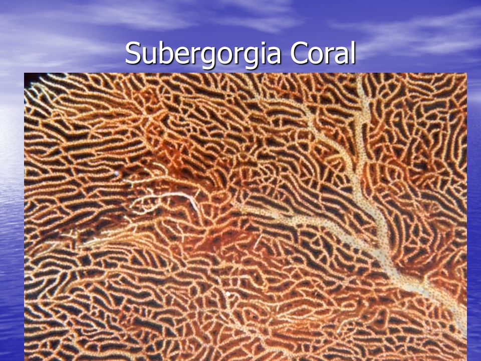 Subergorgia Coral