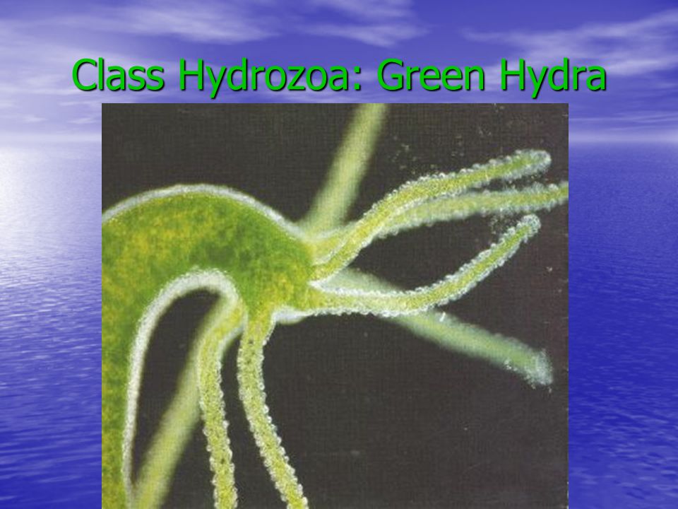Class Hydrozoa: Green Hydra