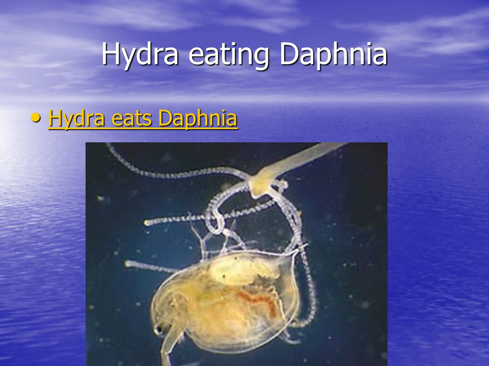 Hydra eating Daphnia Hydra eats Daphnia
