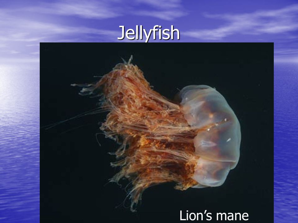 Jellyfish Lion’s mane