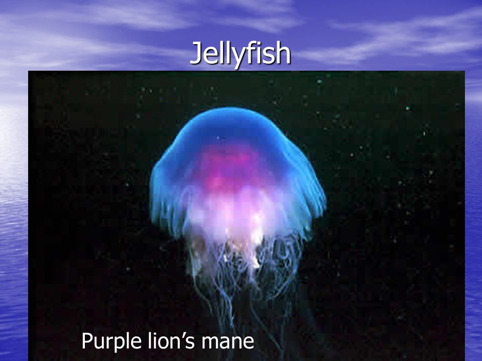Jellyfish Purple lion’s mane