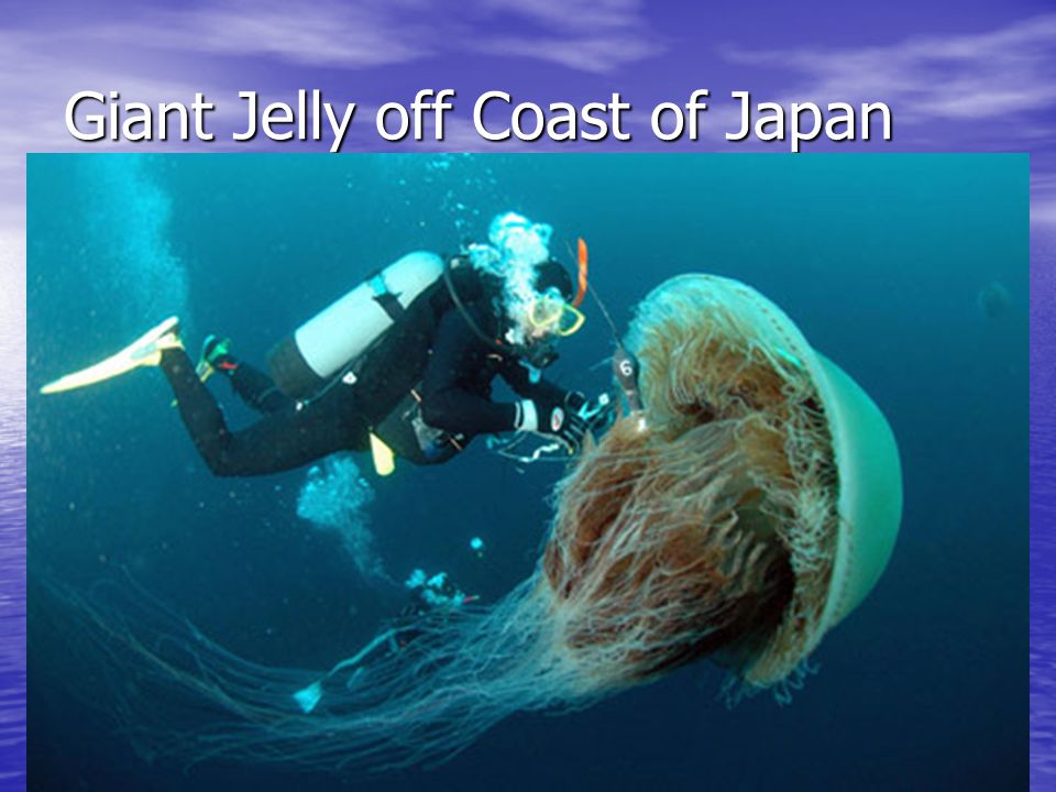 Giant Jelly off Coast of Japan