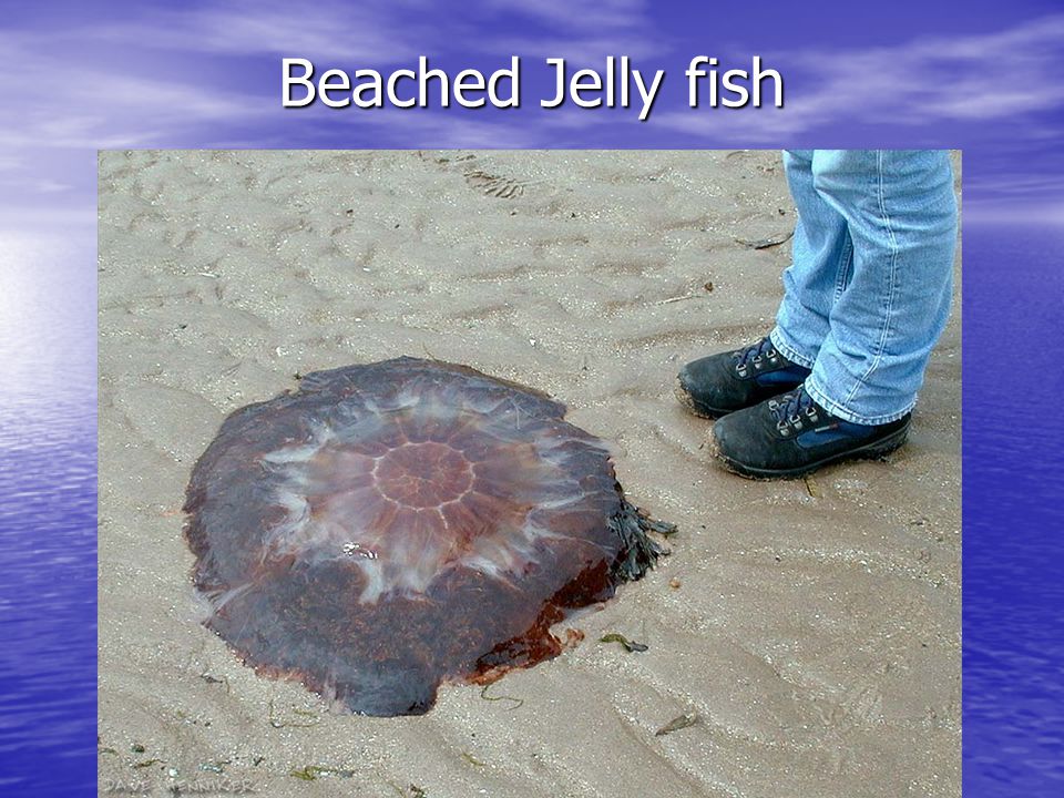 Beached Jelly fish