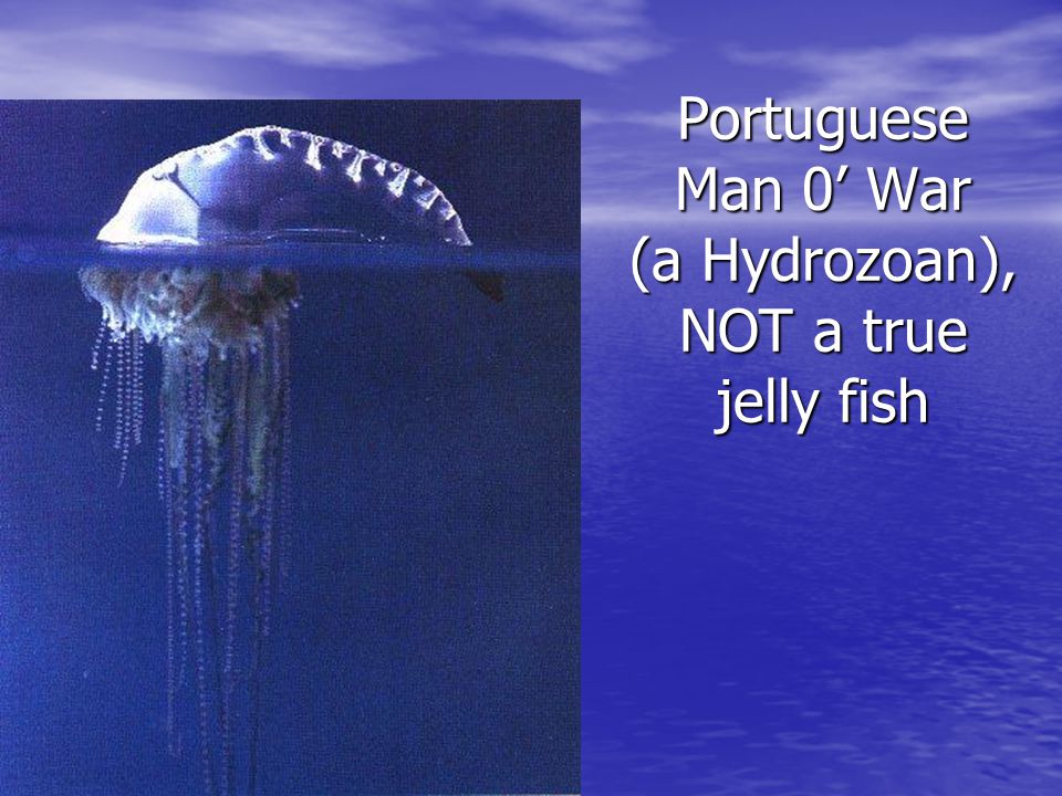 Portuguese Man 0’ War (a Hydrozoan), NOT a true jelly fish