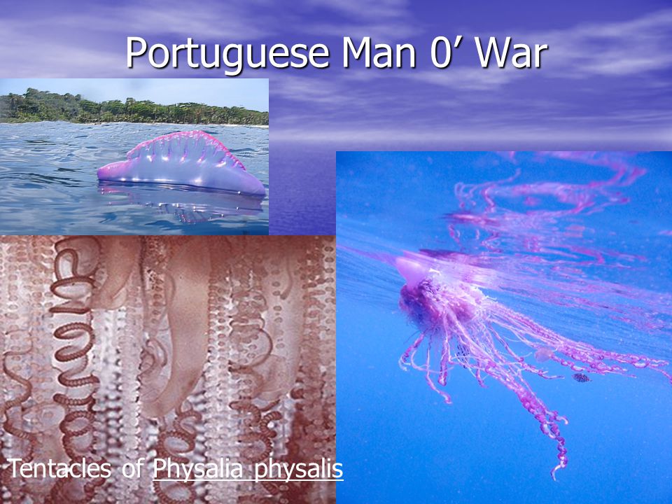 Portuguese Man 0’ War Tentacles of Physalia physalis