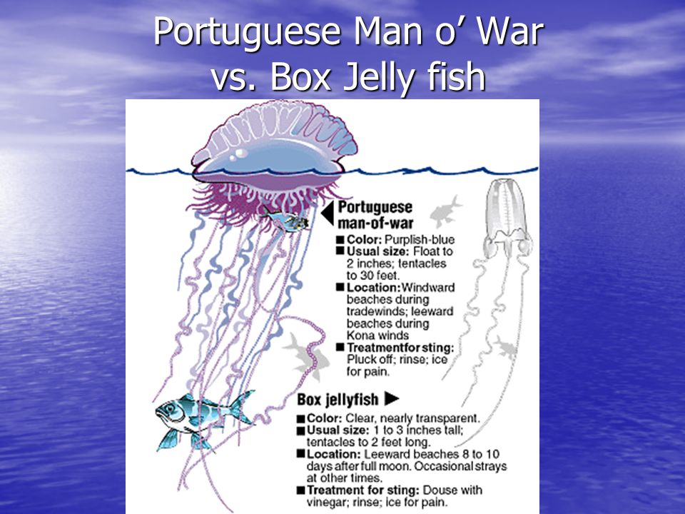 Portuguese Man o’ War vs. Box Jelly fish