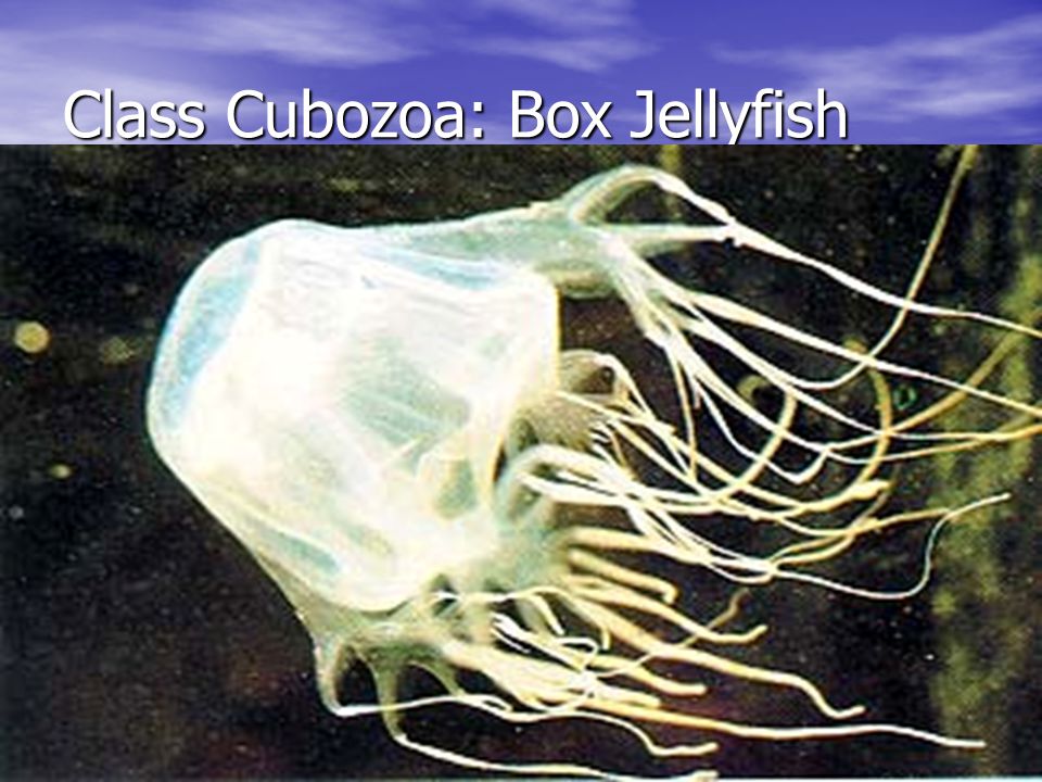 Class Cubozoa: Box Jellyfish