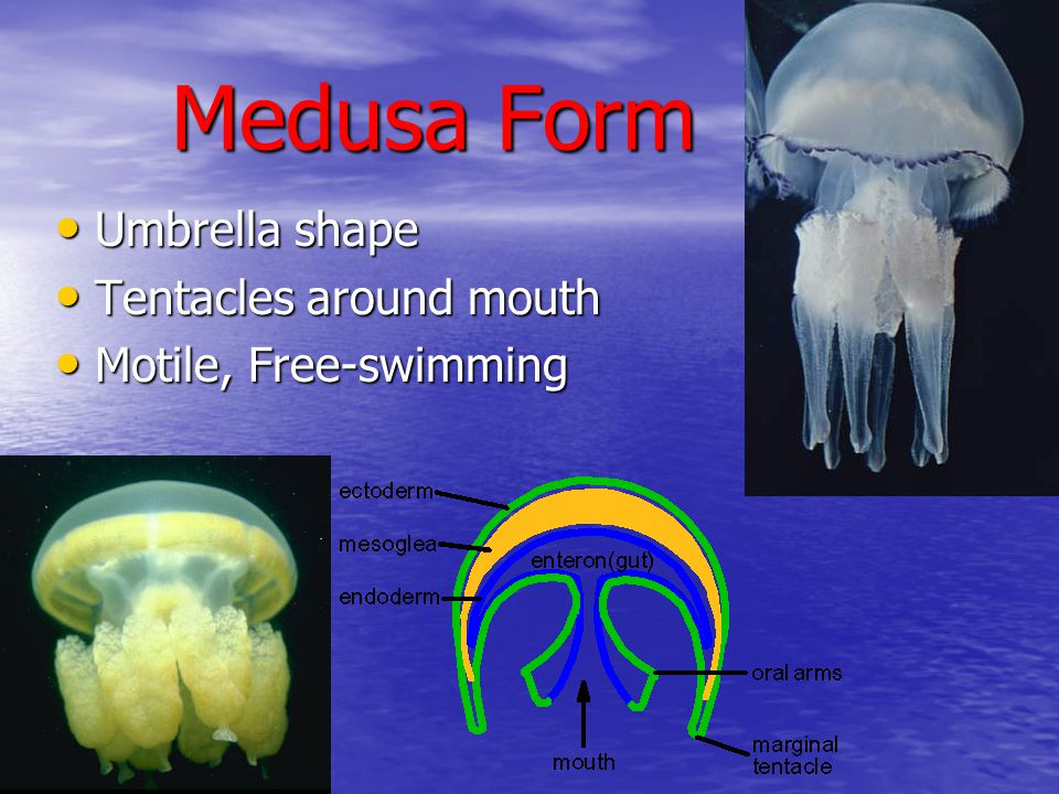 Medusa Form Umbrella shape Tentacles around mouth