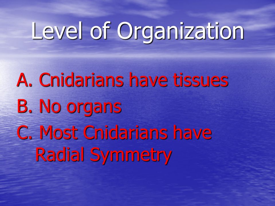 Level of Organization A. Cnidarians have tissues B. No organs