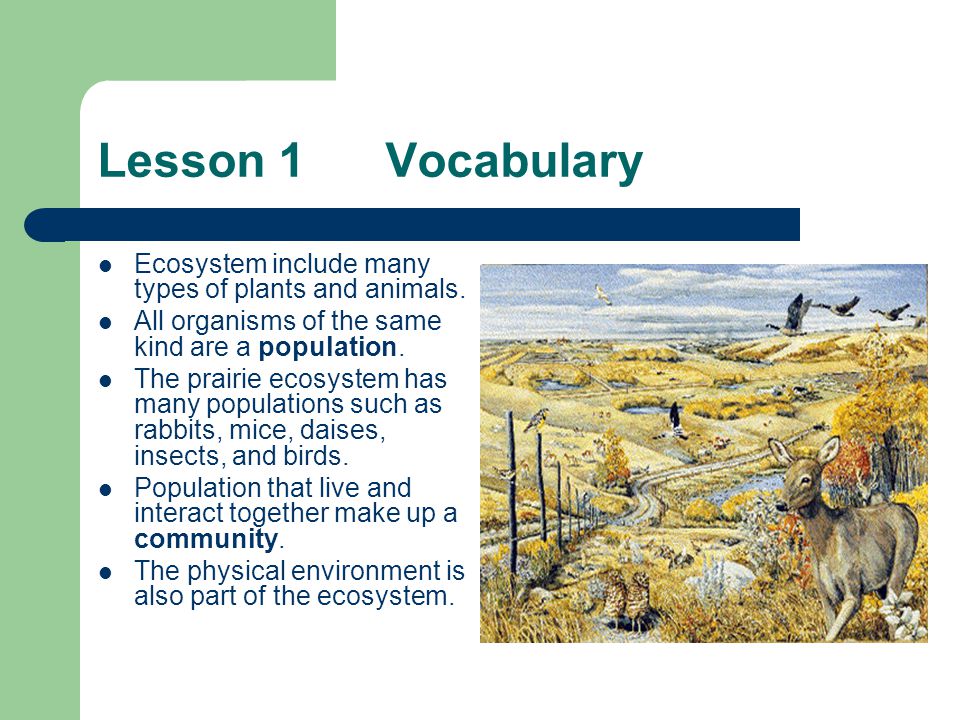Lesson 1 Vocabulary Ecosystem include many types of plants and animals. All organisms of the same kind are a population.