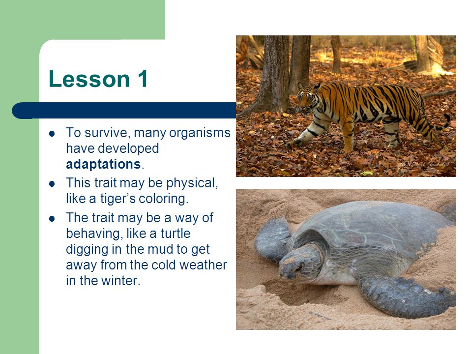 Lesson 1 To survive, many organisms have developed adaptations.