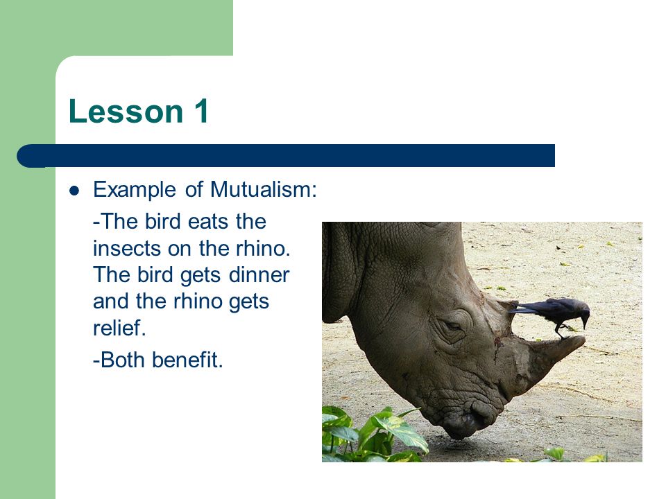 Lesson 1 Example of Mutualism:
