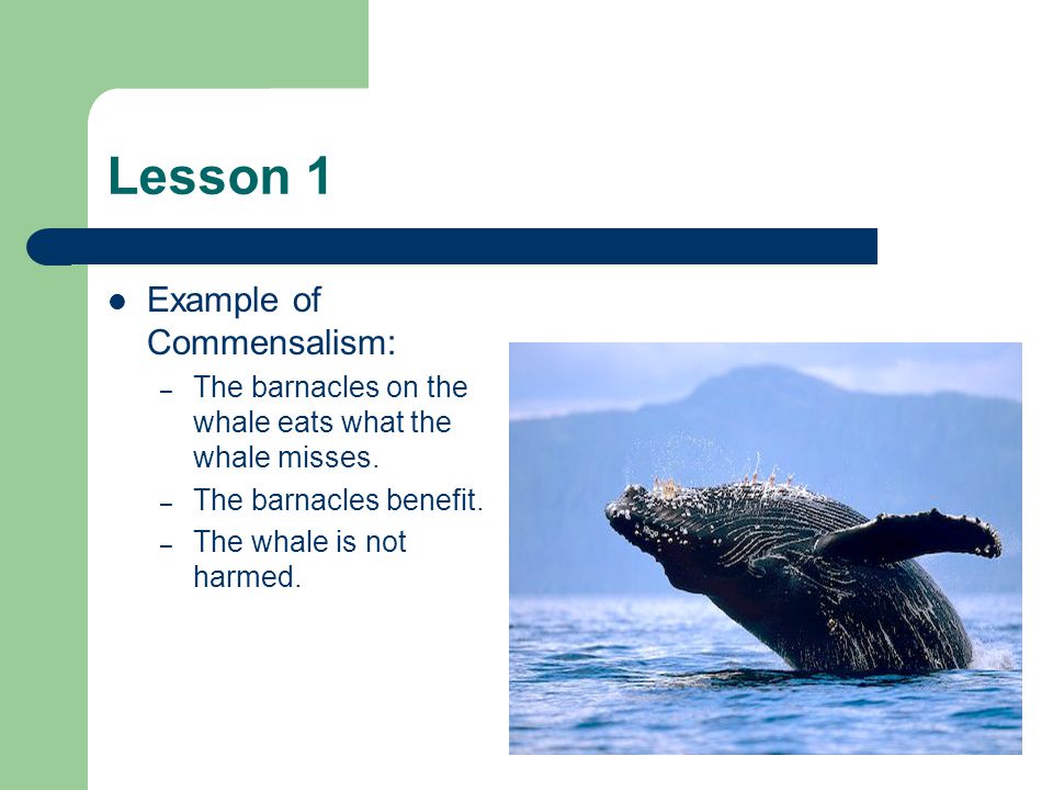 Lesson 1 Example of Commensalism: