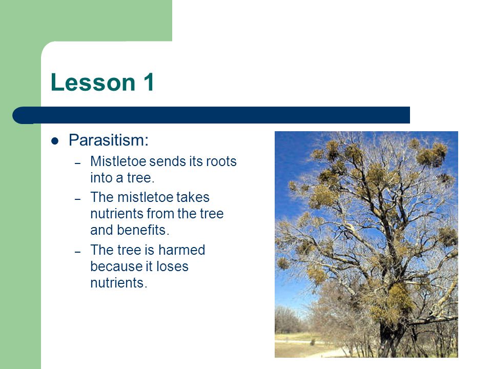 Lesson 1 Parasitism: Mistletoe sends its roots into a tree.