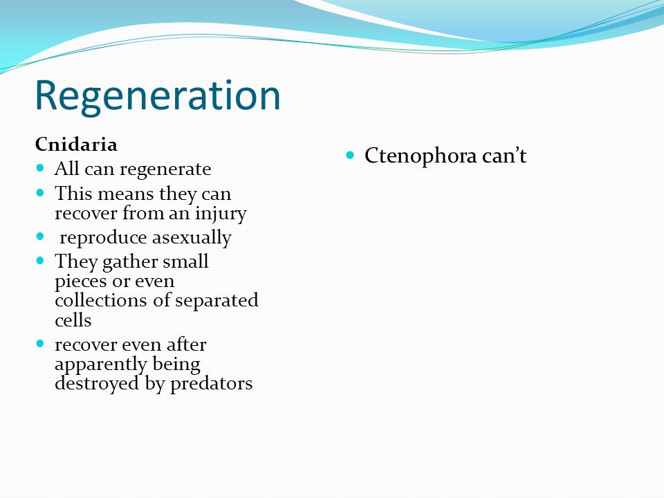 Regeneration Ctenophora can’t Cnidaria All can regenerate