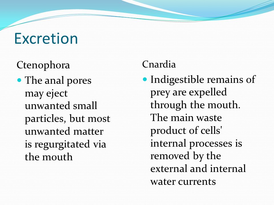 Excretion Ctenophora. The anal pores may eject unwanted small particles, but most unwanted matter is regurgitated via the mouth.