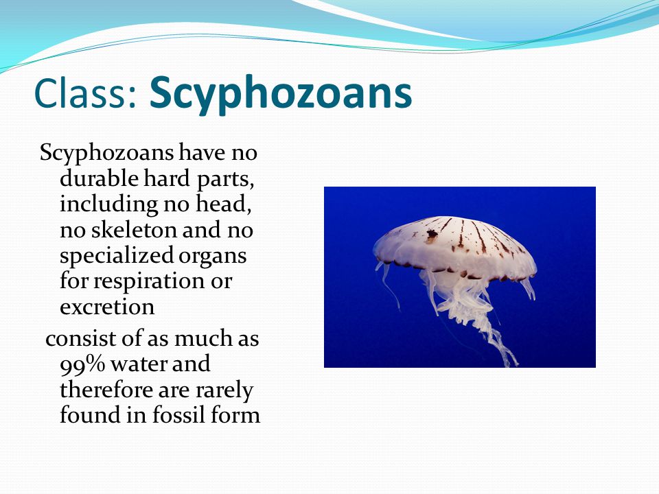 Class: Scyphozoans Scyphozoans have no durable hard parts, including no head, no skeleton and no specialized organs for respiration or excretion.