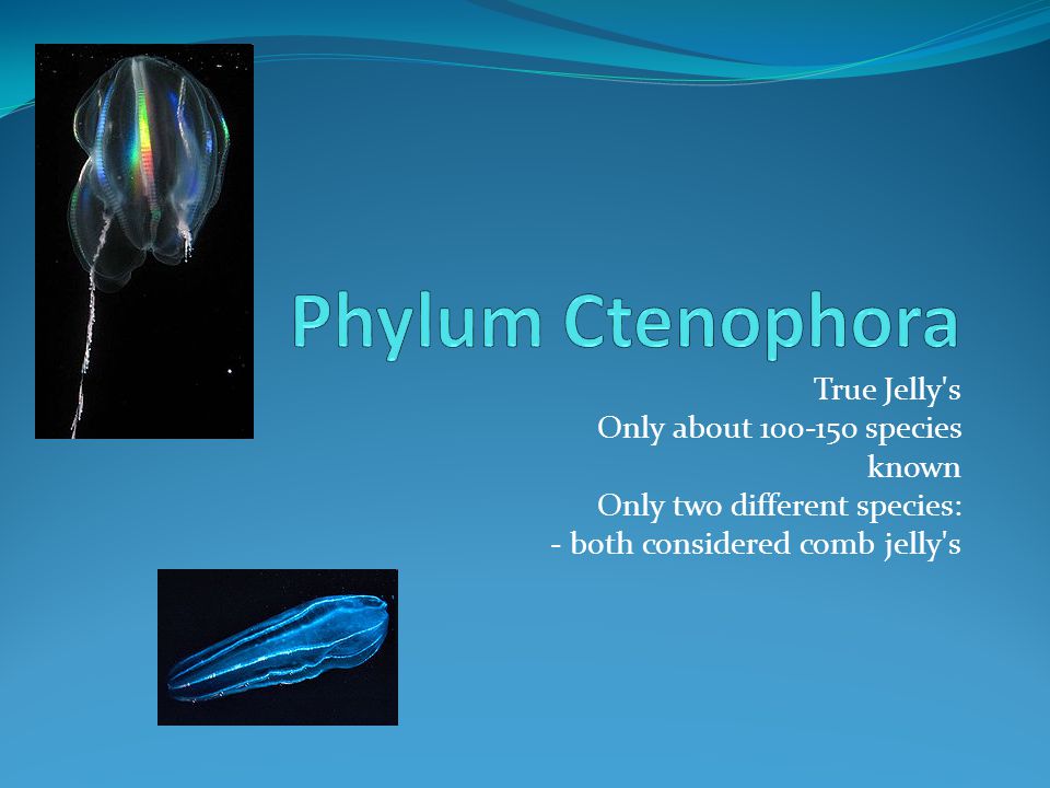 Phylum Ctenophora True Jelly s Only about species known