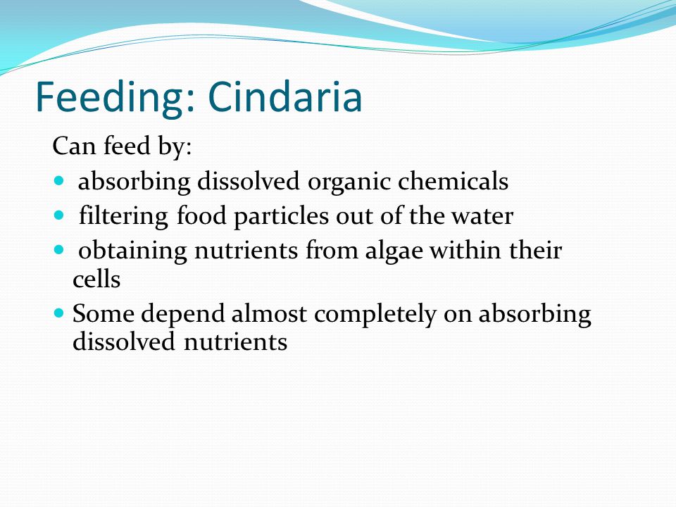 Feeding: Cindaria Can feed by: absorbing dissolved organic chemicals