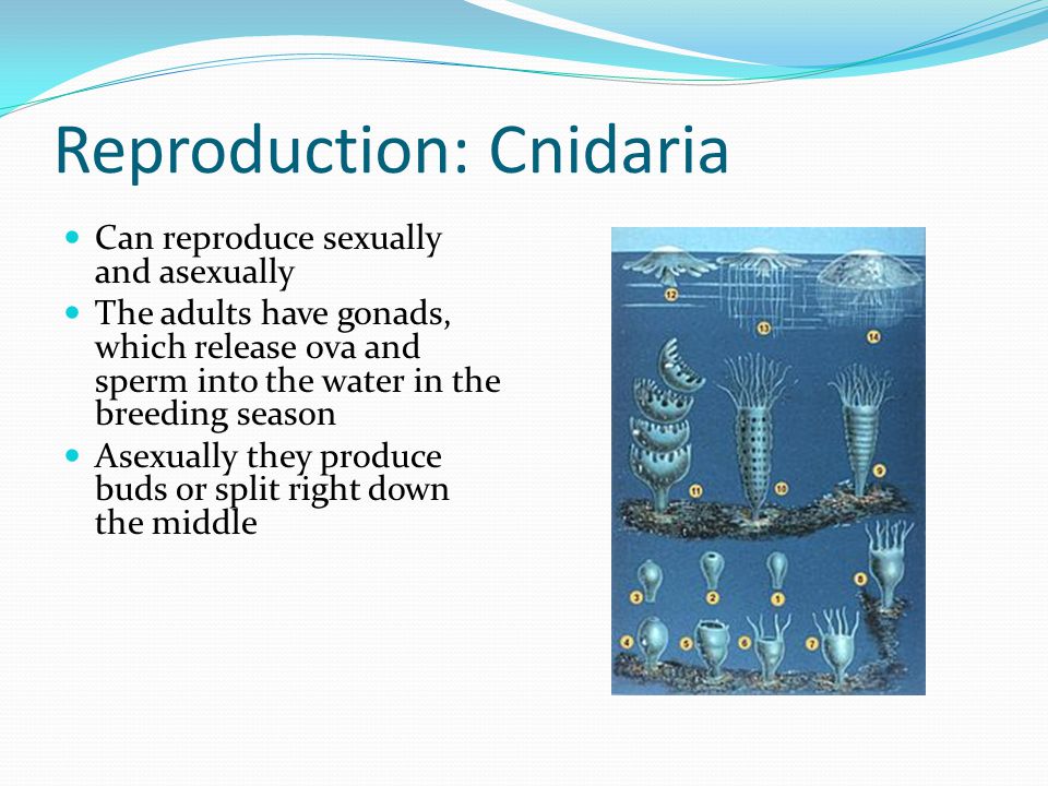 Reproduction: Cnidaria