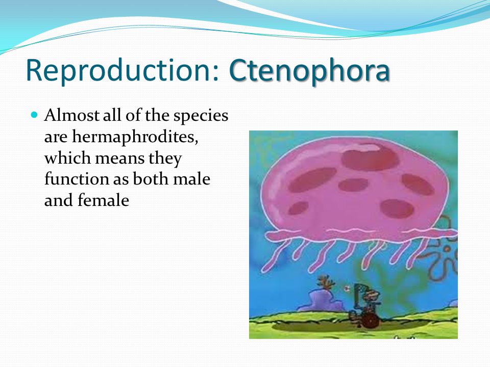 Reproduction: Ctenophora
