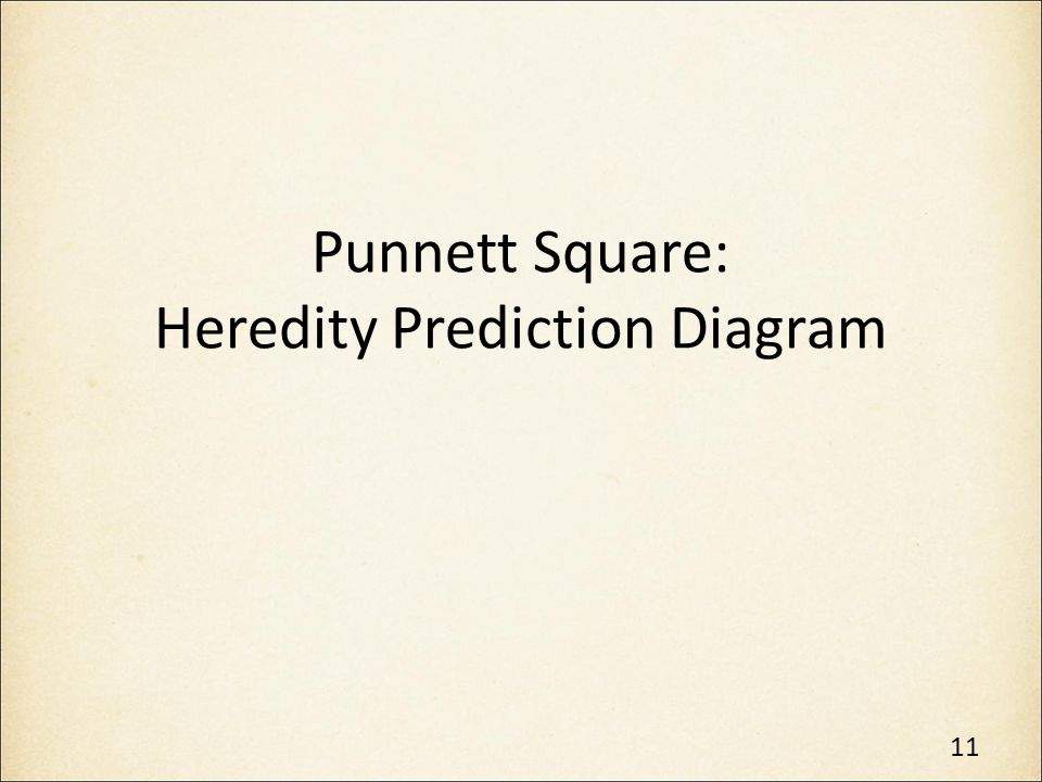 Punnett Square: Heredity Prediction Diagram