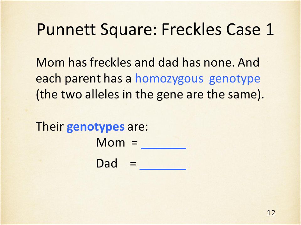 Punnett Square: Freckles Case 1