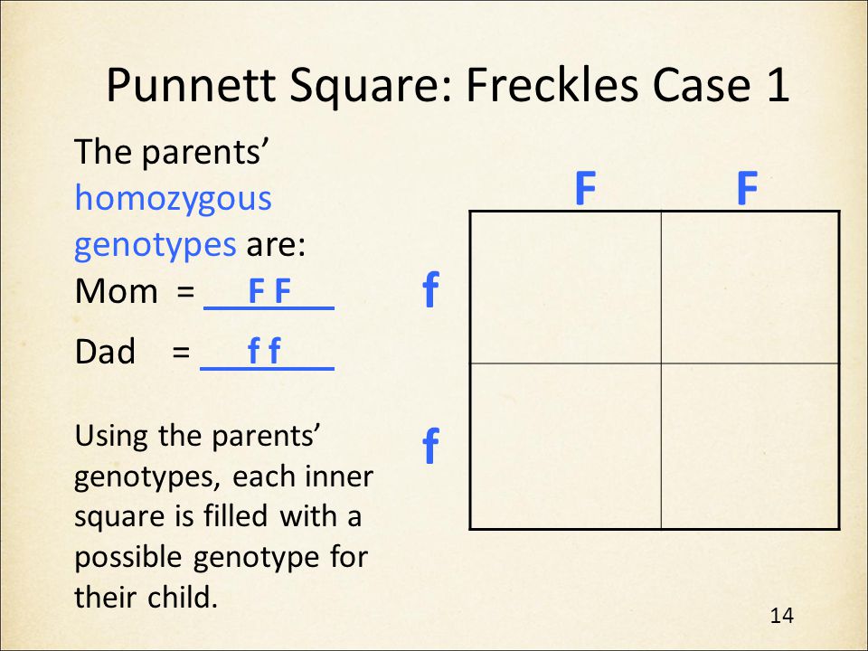 Punnett Square: Freckles Case 1