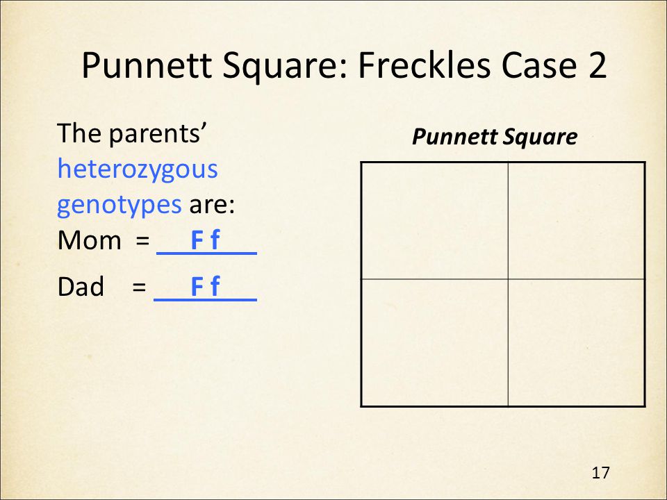 Punnett Square: Freckles Case 2