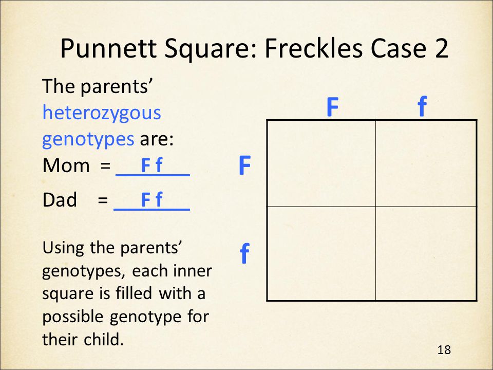 Punnett Square: Freckles Case 2