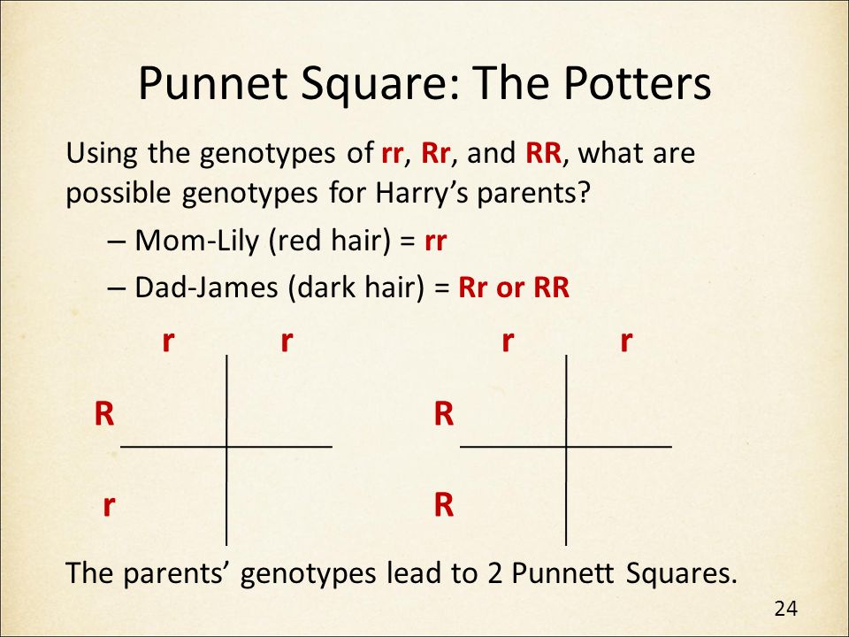 Punnet Square: The Potters