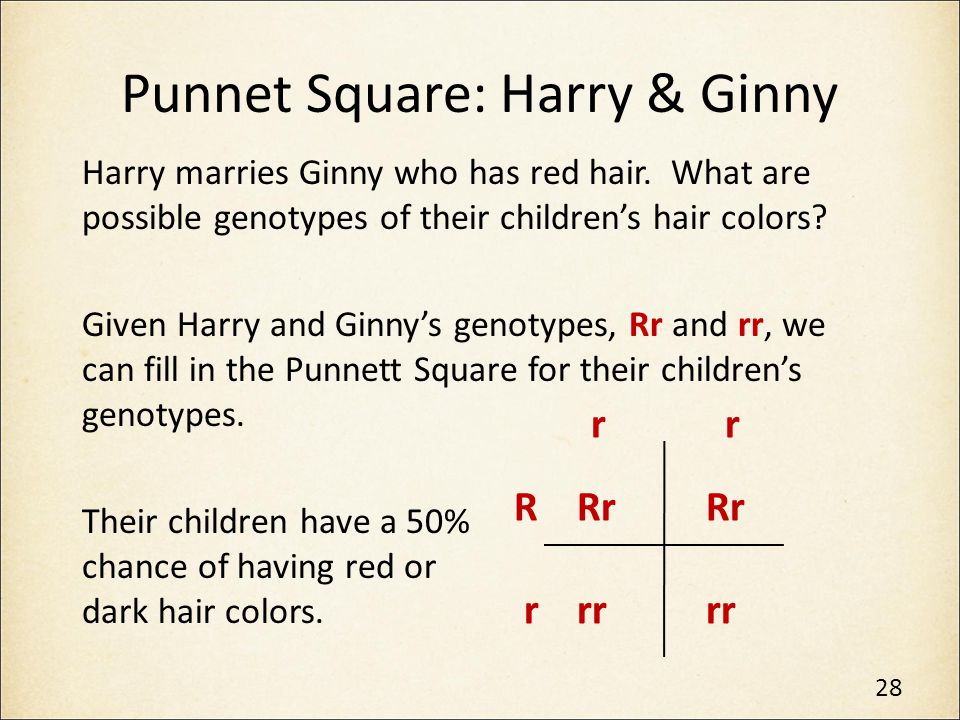 Punnet Square: Harry & Ginny