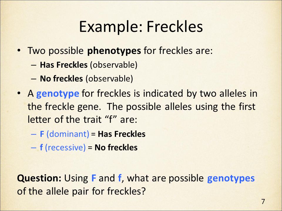 Example: Freckles Two possible phenotypes for freckles are: