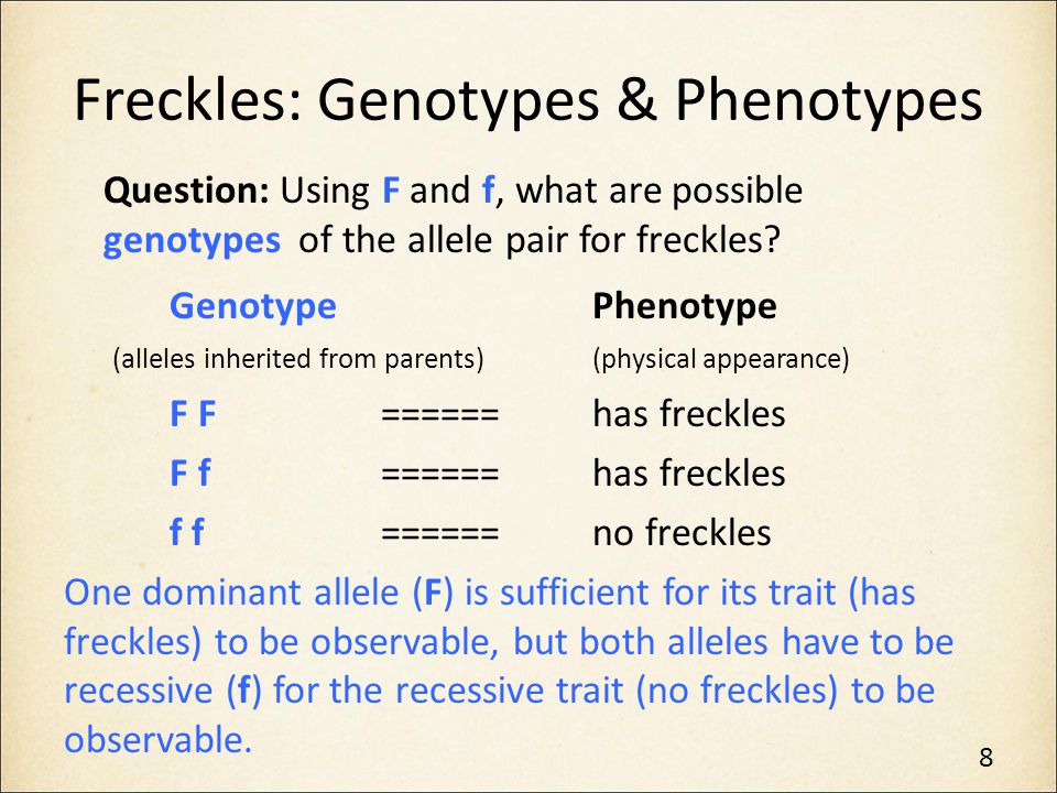 Freckles: Genotypes & Phenotypes