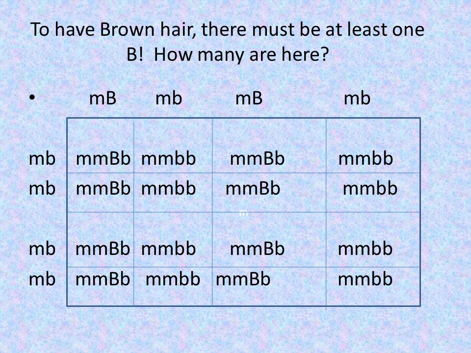 To have Brown hair, there must be at least one B! How many are here