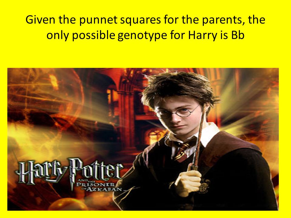 Given the punnet squares for the parents, the only possible genotype for Harry is Bb