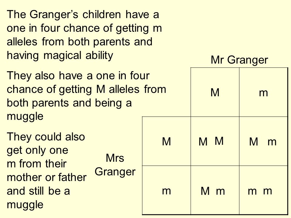 The Granger’s children have a one in four chance of getting m alleles from both parents and having magical ability