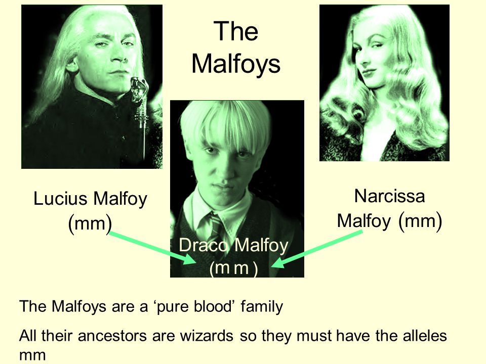 The Malfoys Narcissa Malfoy (mm) Lucius Malfoy (mm) Draco Malfoy ( ) m