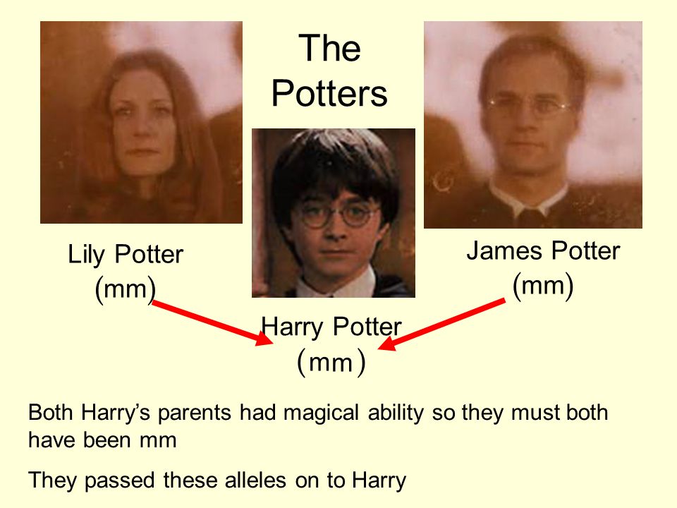 The Potters James Potter (mm) Lily Potter (mm) Harry Potter (WW) m m